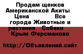 Продам щенков Американской Акиты › Цена ­ 25 000 - Все города Животные и растения » Собаки   . Крым,Ферсманово